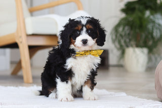 Atlas - Available Now