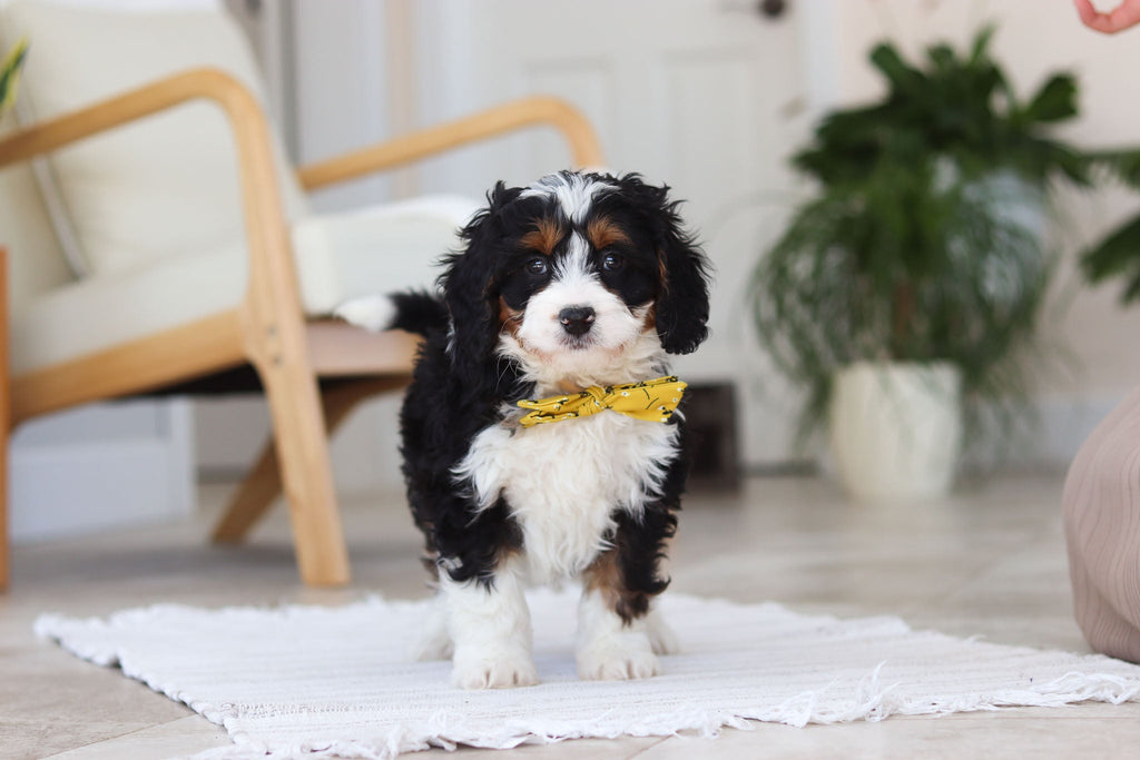 Atlas - Available Now