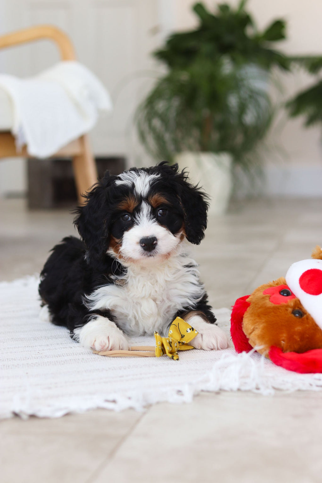 Atlas - Available Now