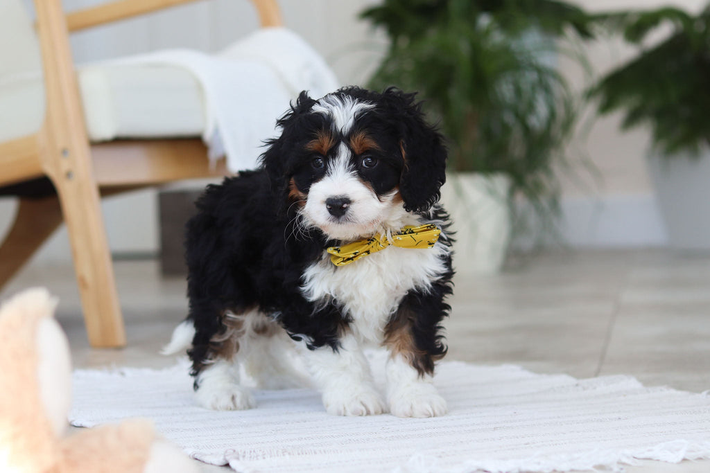 Atlas - Available Now