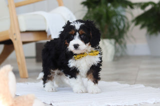 Atlas - Available Now