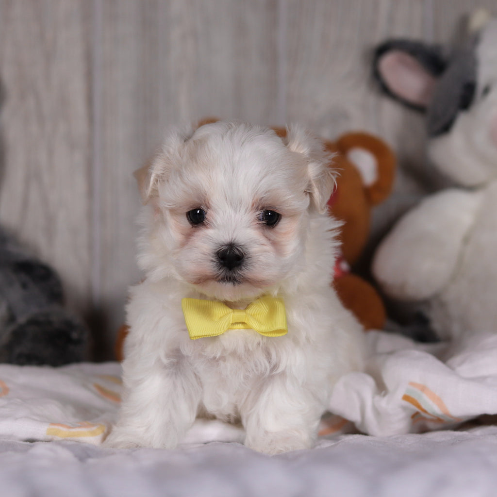 Mario - Available Now