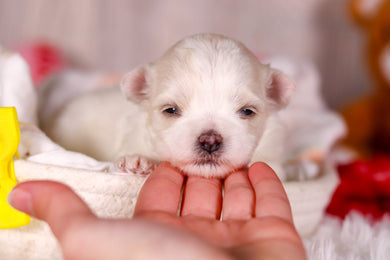 Mario - Available 3/5