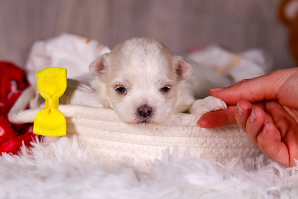 Mario - Available Now