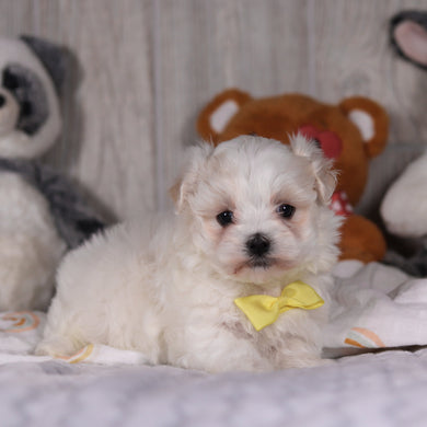 Mario - Available 3/5