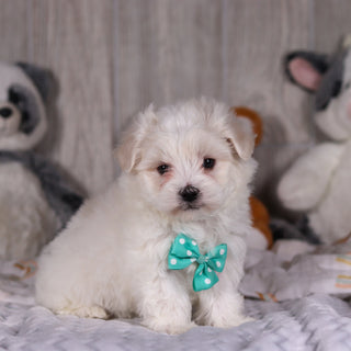 Malcolm - Available Now