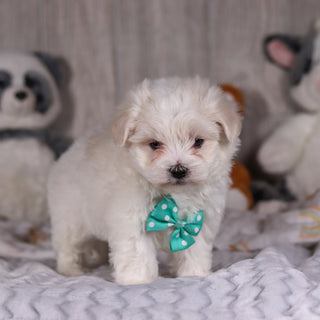 Malcolm - Available Now