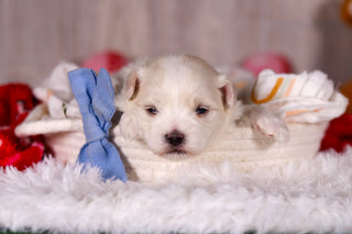 Malcolm - Available Now