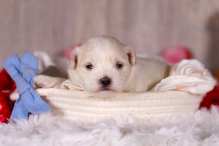 Malcolm - Available Now