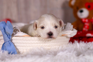 Malcolm - Available Now