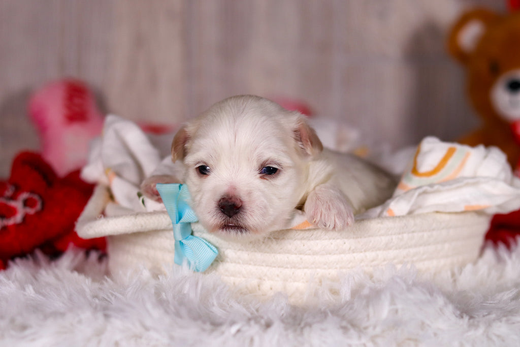 Maximus - Available 3/5