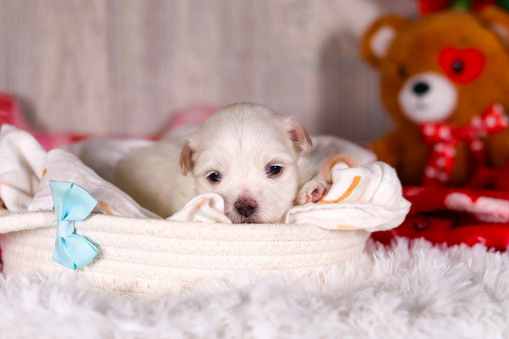 Maximus - Available 3/5