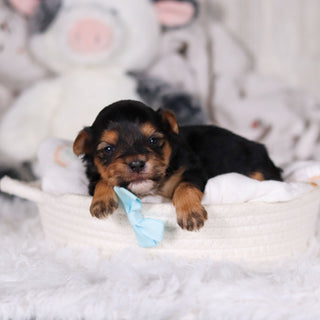 Maddox - Available 3/12