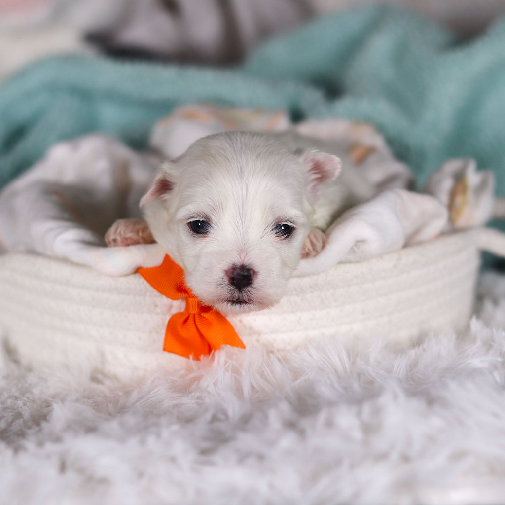 Jermaine - Available 3/5