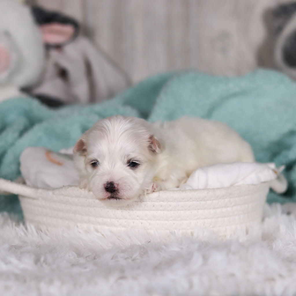 Marlon - Available Now