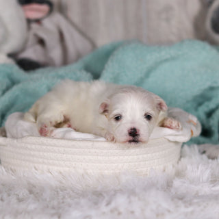 Marlon - Available Now