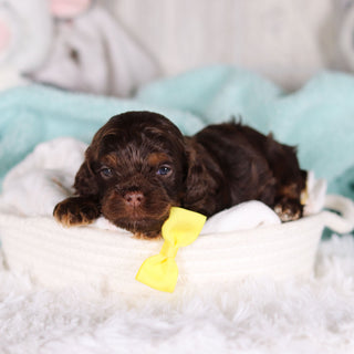 Chase - Available 3/5