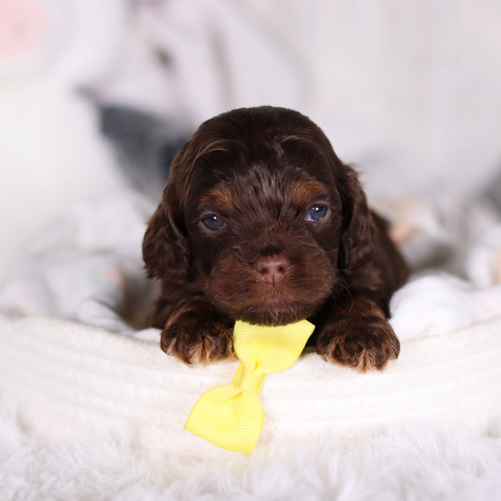 Chase - Available 3/5