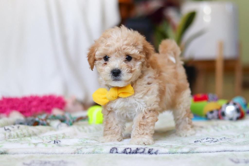 Warren - Available 2/12