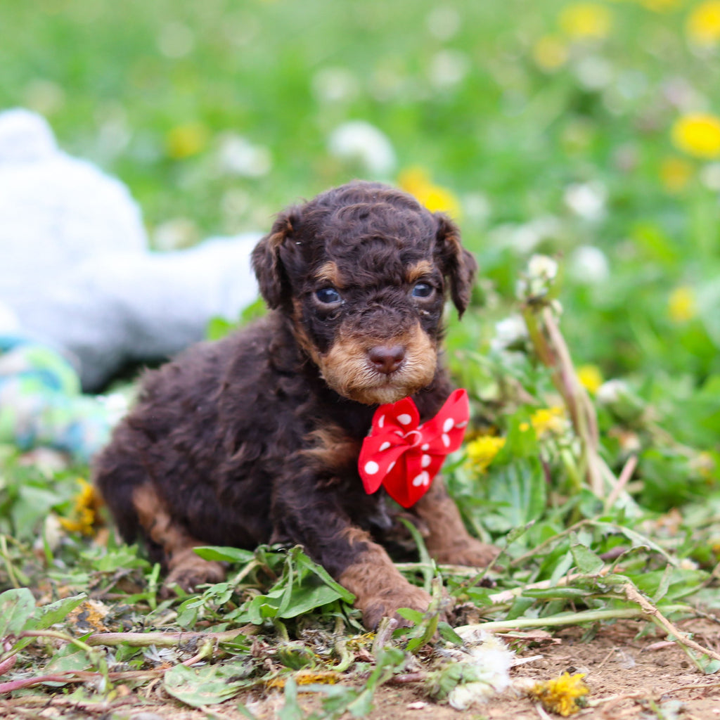 Roman - Available Now