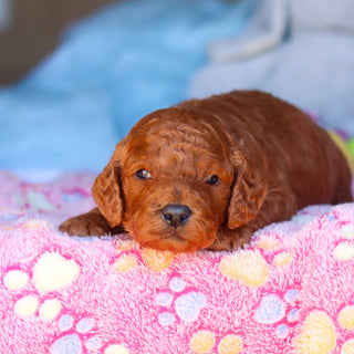 Stanley - Available 4/16