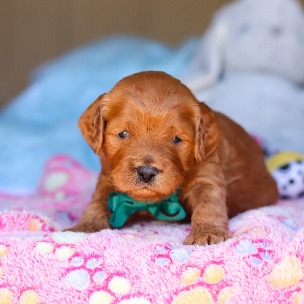 Ridley - Available 4/16