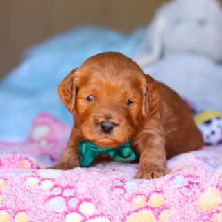 Ridley - Available 4/16