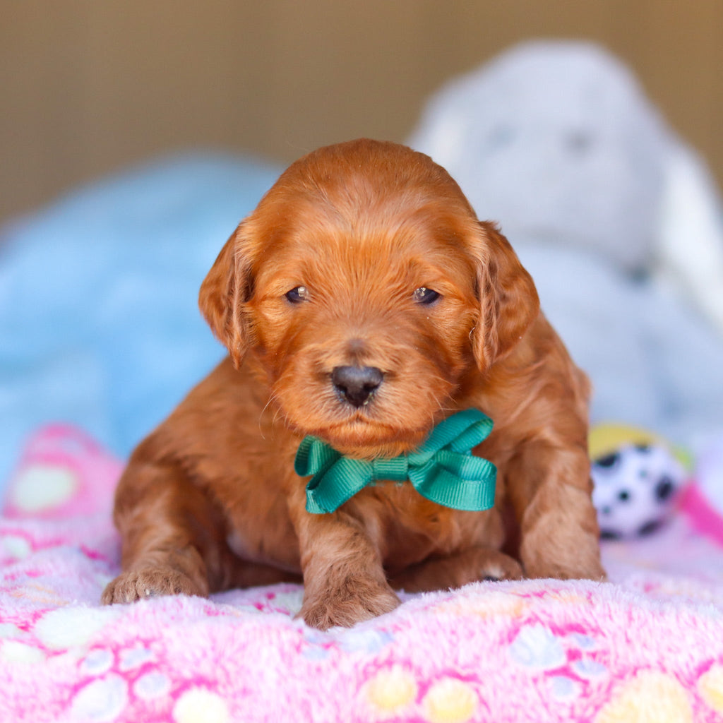 Ridley - Available 4/16