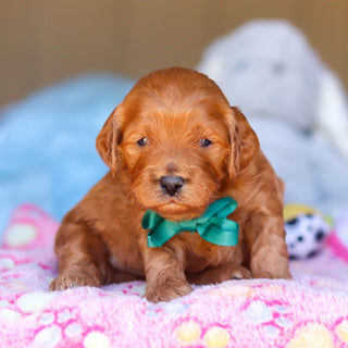 Ridley - Available 4/16