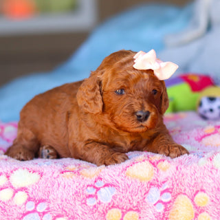 Ridley - Available 4/16