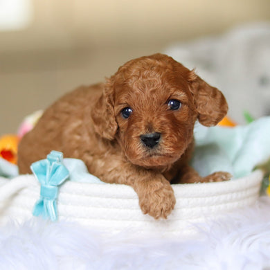 Donnie - Available 4/30