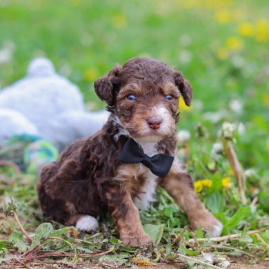 Ripley - Available 5/21