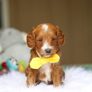 Newton - Available 6/5