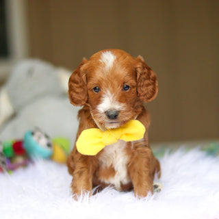 Newton - Available 6/4