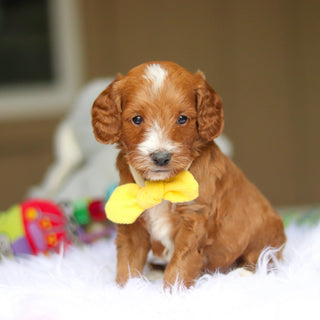 Newton - Available 6/5