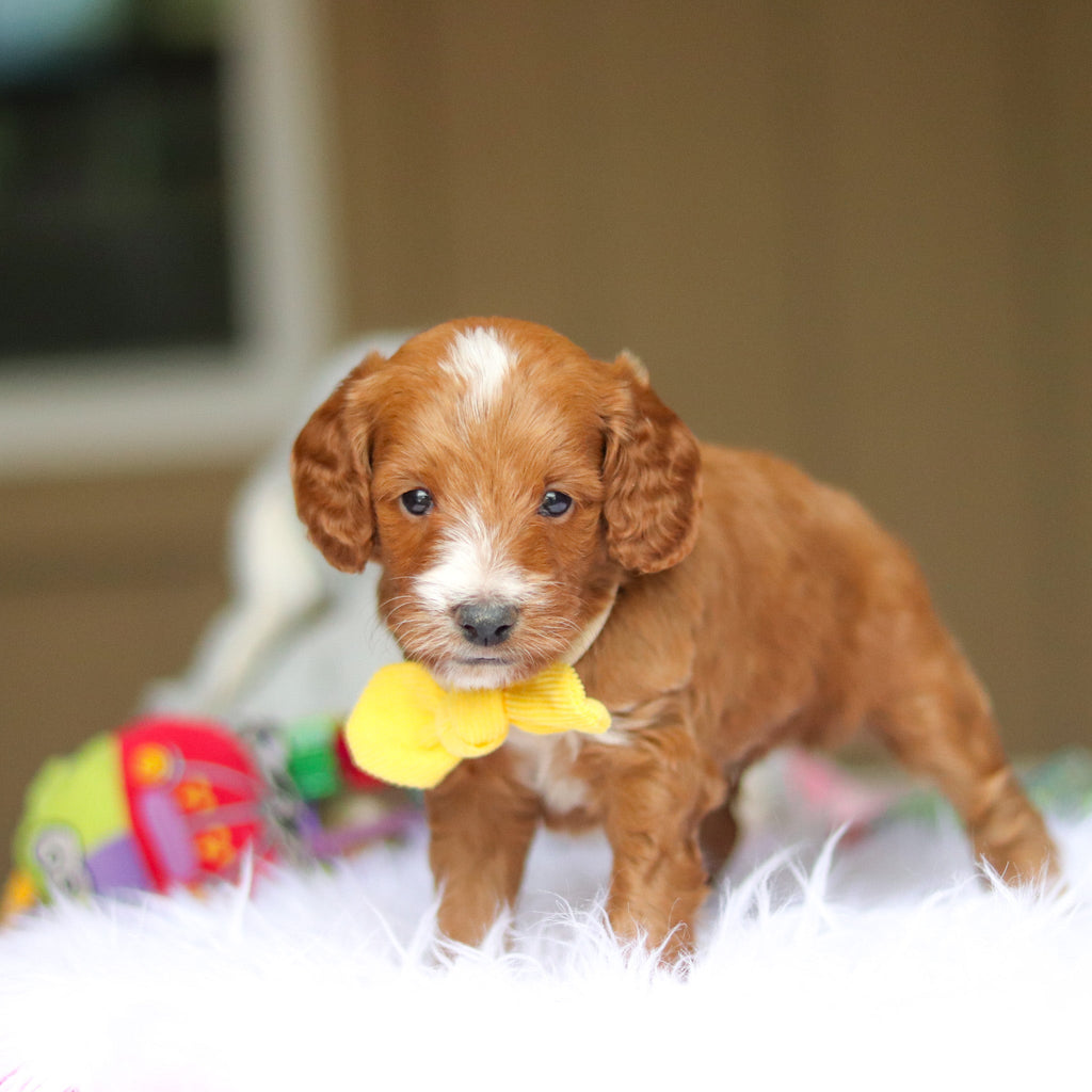 Newton - Available 6/5