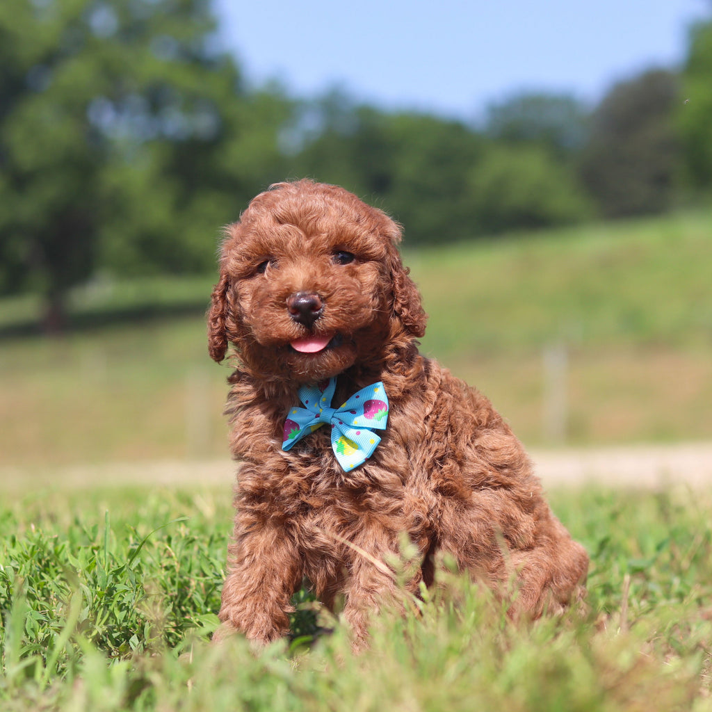 Jesse - Available 7/23