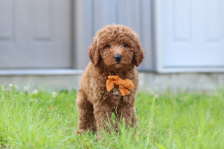 Jesse - Available 7/23