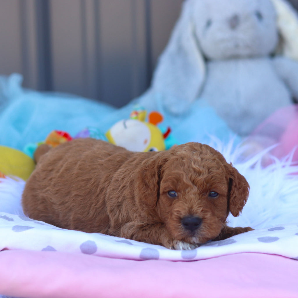 Rookie - Available Now