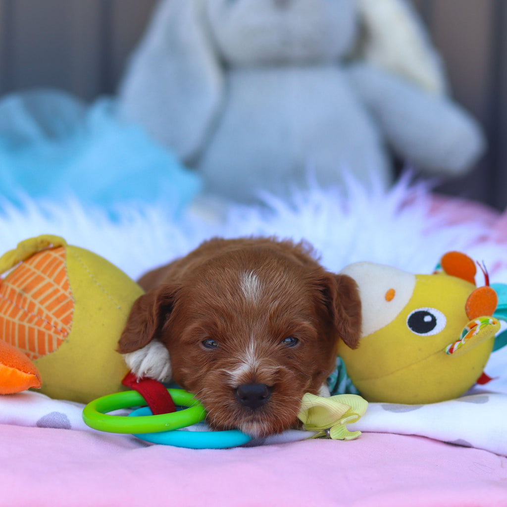 Reno - Available Now