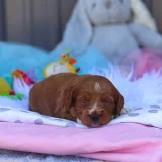 Reno - Available Now