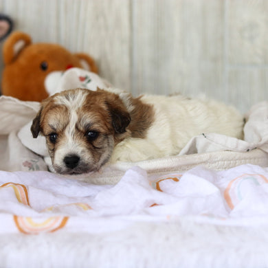 Augie - Available 6/4
