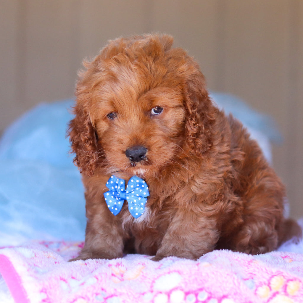 Kevin - Available 3/26