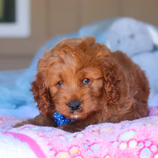 Kevin - Available 3/26