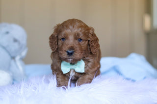 Kevin - Available 3/26