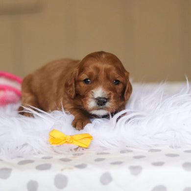 Zippy - Available 3/26