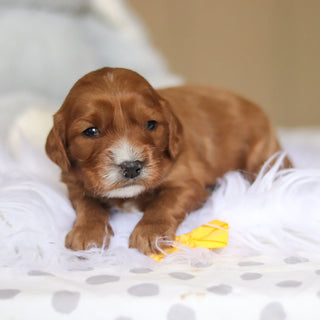 Zippy - Available 3/26