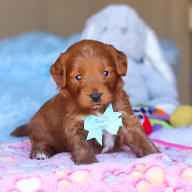 Phoenix - Available 4/16