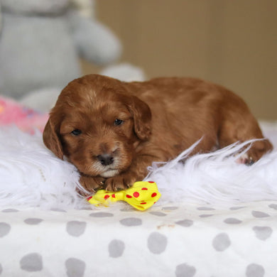 Stevie - Available 3/26