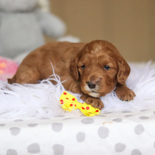 Stevie - Available 3/26